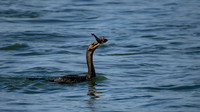 Cormorant