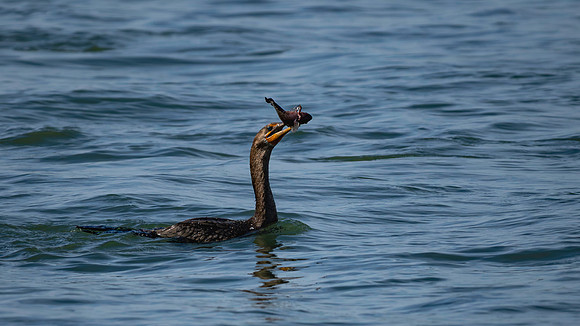 Cormorant
