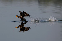 Cormorant