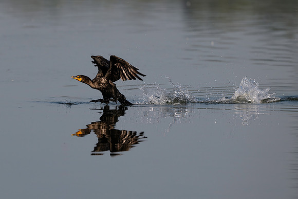 Cormorant