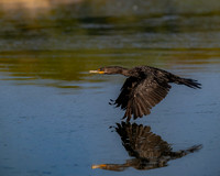 Cormorant-2