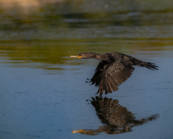 Cormorant-2