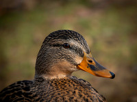 Duck, Mallard female