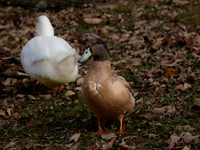 Duck, Mallard male