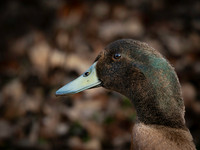 Duck, Mallard male