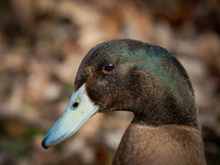 Duck, Mallard male-3