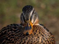 Duck Mallard female