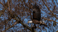 Eagle, Reelfoot-2