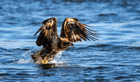 Eagle, Juvenile-3
