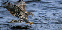 Eagle, Juvenile
