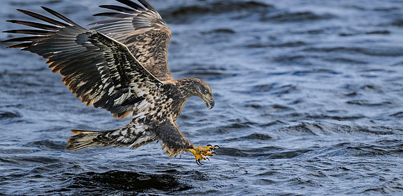 Eagle, Juvenile