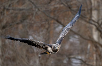 Eagle, juvenile-4