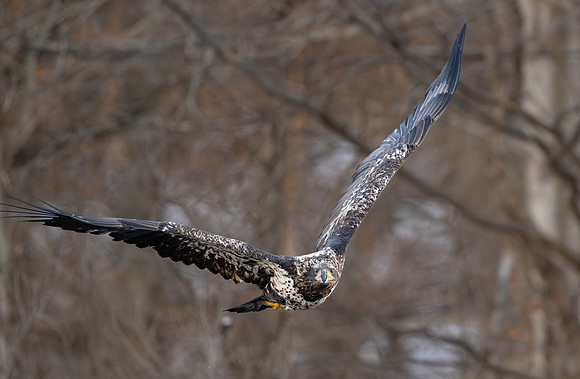 Eagle, juvenile-4