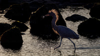 Egret, Reddish-2