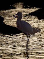 Egret, Reddish