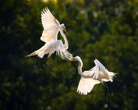 Egrets mid air