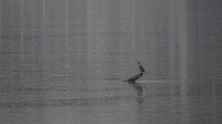 FOTO Cormorant 2025-11-21-4