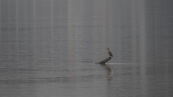 FOTO Cormorant 2025-11-21-4