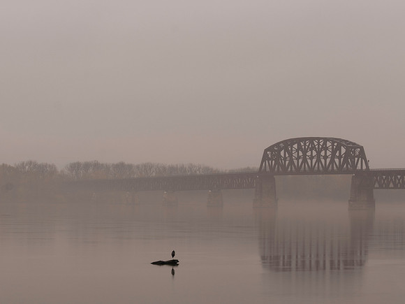 FOTO Cormorant 2025-11-21-3