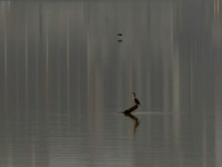 FOTO Cormorant 2025-11-21-2