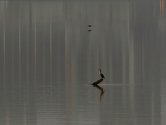 FOTO Cormorant 2025-11-21-2