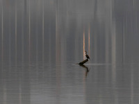 FOTO Cormorant 2025-11-21