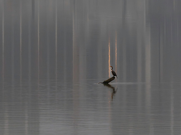 FOTO Cormorant 2025-11-21