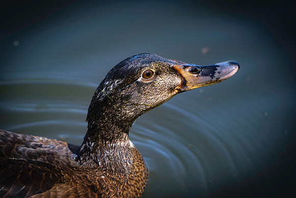 Gadwall