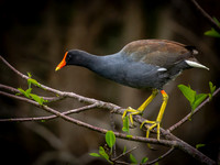 Gallinule-6