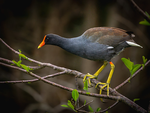 Gallinule-6