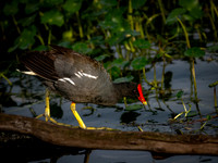 Gallinule-3