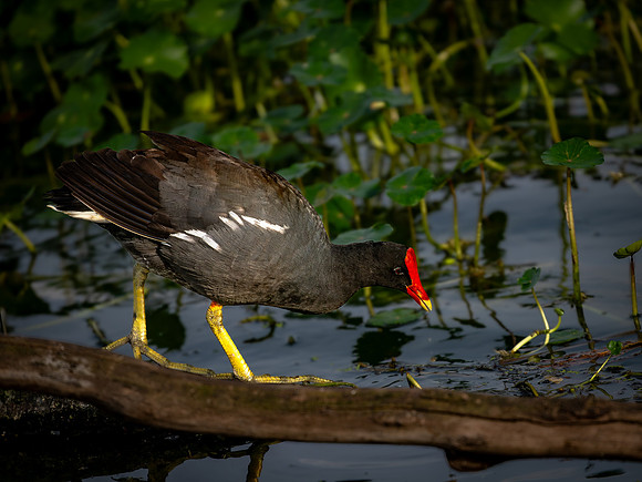 Gallinule-3