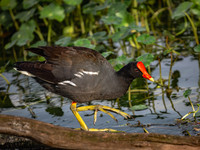 Gallinule-5