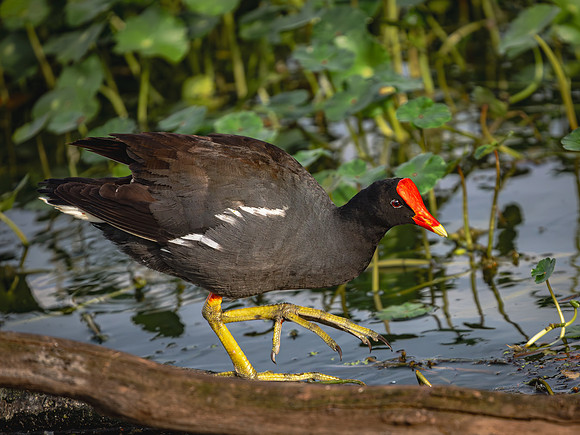 Gallinule-5