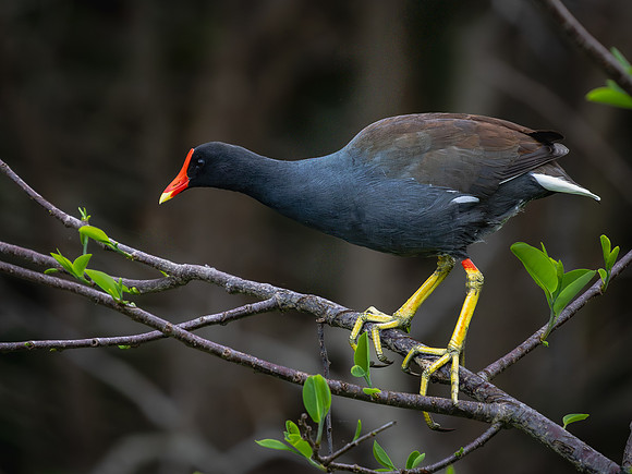 Gallinule, Common