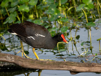 Gallinule-2