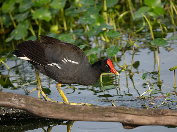 Gallinule-2