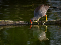 Gallinule