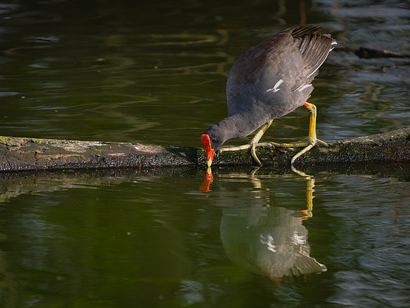 Gallinule