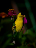 Goldfinch, backyard-7