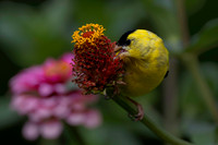 Goldfinch, backyard-4