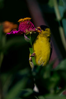 Goldfinch, backyard-6