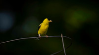 Goldfinc, garden