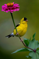 Goldfinch, backyard