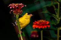 Goldfinch, backyard eating_