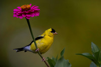 Goldfinch, backyard-2