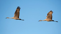 Crane, Sandhill-3
