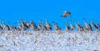 Crane, Sandhill, Goose Pond