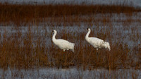 Crane, Whooping