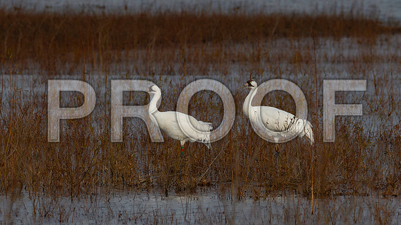 Crane, Whooping, Goose Pond